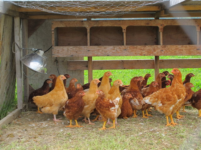 The Impact of Avian Flu on Local Food Systems