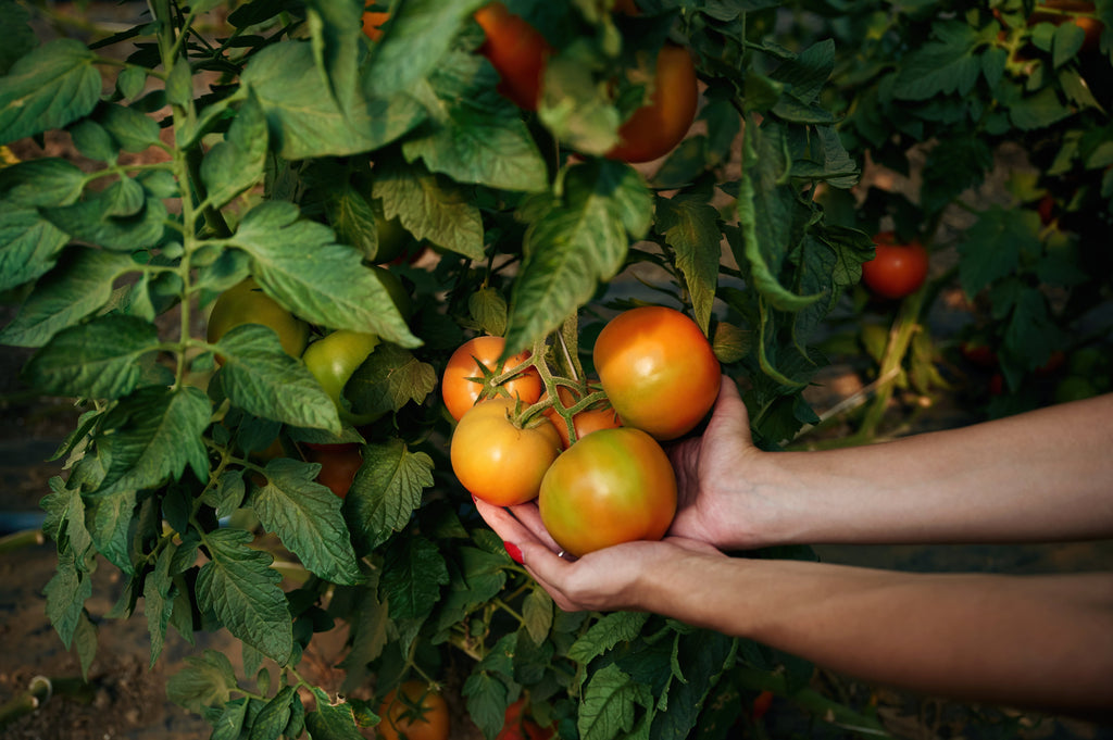 Farming in North Carolina’s Heat Wave: What It Takes to Feed a Community