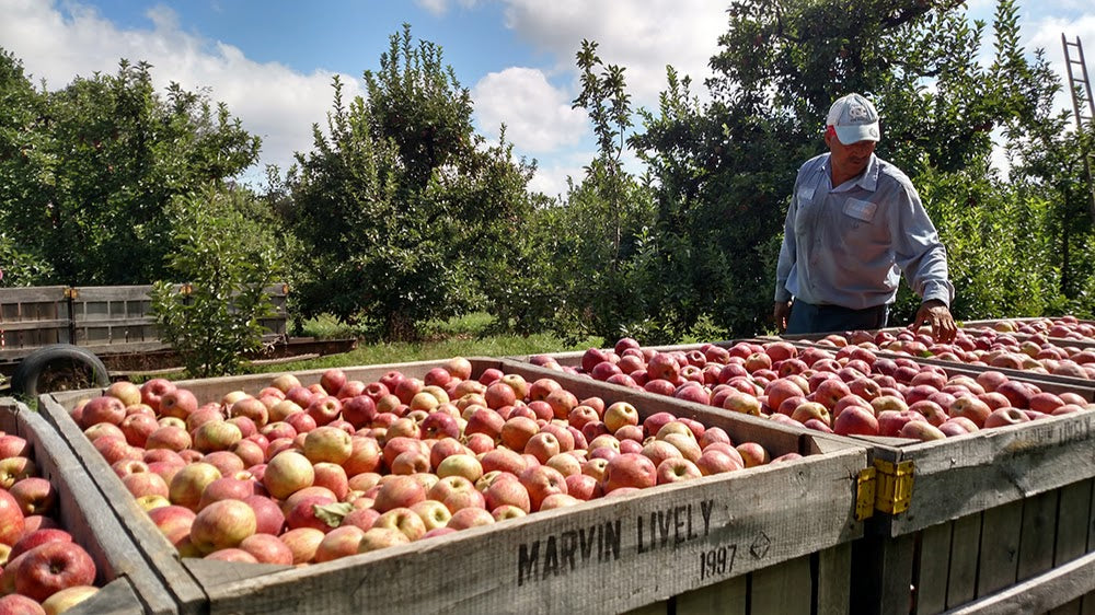 Lively Orchards
