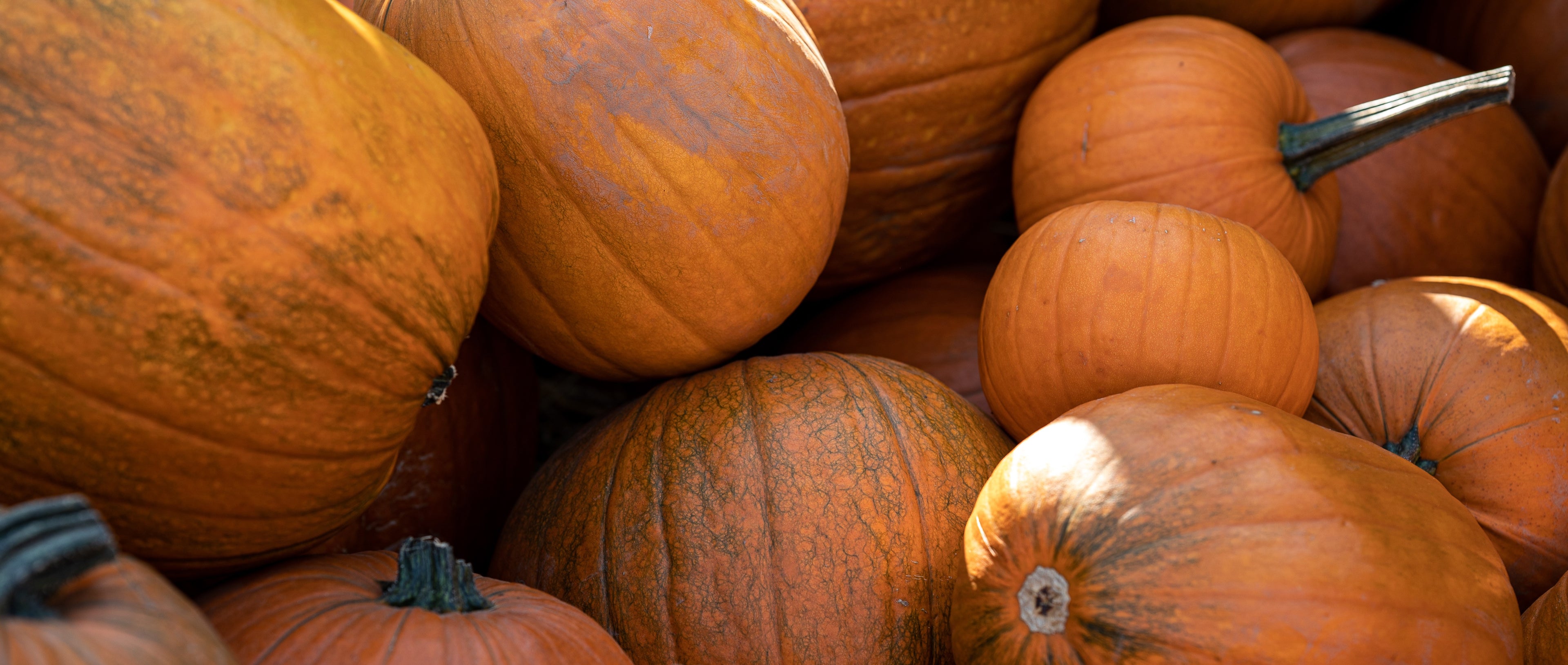 Pumpkin Patch
